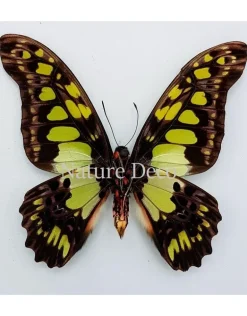 Ongeprepareerde Graphium Tyndareus