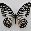 Ongeprepareerde Graphium Delessertii