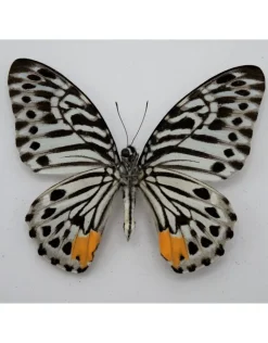 Ongeprepareerde Graphium Delessertii