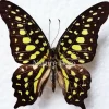 Ongeprepareerde Graphium Agamemnon