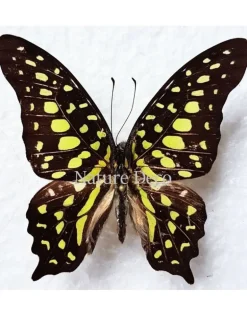 Ongeprepareerde Graphium Agamemnon