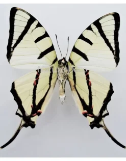 Ongeprepareerde Graphium Agetes