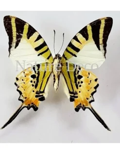Ongeprepareerde Graphium Antiphates