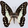 Ongeprepareerde Graphium Eurypylus Gordion