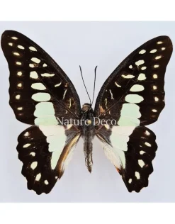 Ongeprepareerde Graphium Eurypylus Gordion