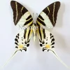 Ongeprepareerde Graphium Androcles