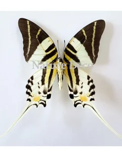 Ongeprepareerde Graphium Androcles