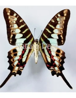 Ongeprepareerde Graphium Policenes