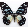 Ongeprepareerde Graphium Leonidas