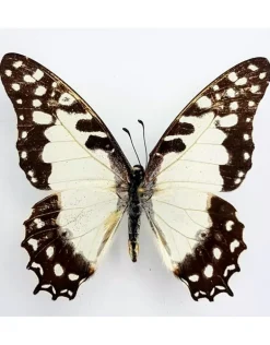 Ongeprepareerde Graphium Angolanus