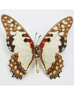 Ongeprepareerde Graphium Angolanus