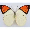 Ongeprepareerde Hebomoia Glaucippe Celebensis