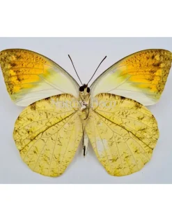 Ongeprepareerde Hebomoia Glaucippe Celebensis
