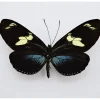 Ongeprepareerde Heliconius Doris Obscurus(blauw)