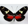 Ongeprepareerde Heliconius Doris Eratonius (rood)