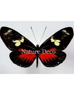 Ongeprepareerde Heliconius Doris Eratonius (rood)