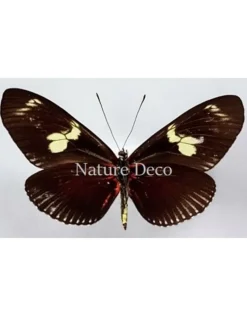 Ongeprepareerde Heliconius Doris Eratonius (rood)