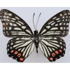 Ongeprepareerde Hestina Assimilis