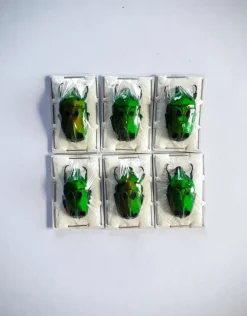 (On)geprepareerde Heterorrhina Sexmaculata Sexmaculata