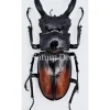 Ongeprepareerde Hexarthrius Parryi Paradoxus