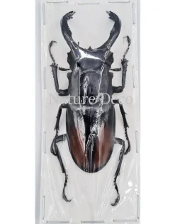 Ongeprepareerde Hexarthrius Parryi Paradoxus