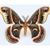 Ongeprepareerde Hyalophora Cecropia