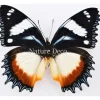 Ongeprepareerde Hypolimnas Dexithea