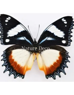 Ongeprepareerde Hypolimnas Dexithea