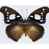 Ongeprepareerde Hypolimnas Dinarcha