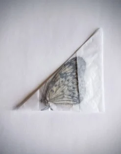 Ongeprepareerde Idea Leuconoe