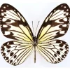 Ongeprepareerde Ideopsis Gaura Anapina
