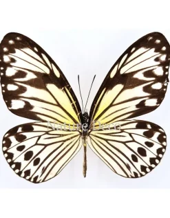 Ongeprepareerde Ideopsis Gaura Anapina
