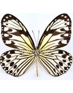 Ongeprepareerde Ideopsis Gaura Anapina