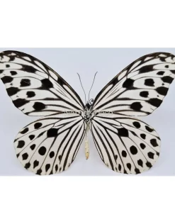 Ongeprepareerde Ideopsis Gaura