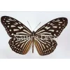 Ongeprepareerde Ideopsis Vulgaris