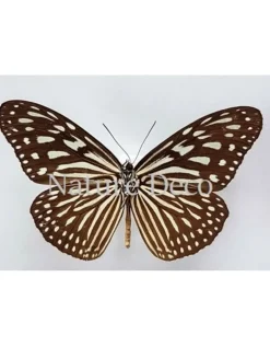 Ongeprepareerde Ideopsis Vulgaris