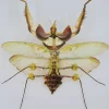 Ongeprepareerde Idolomantis diabolica (duivels bidsprinkhaan)