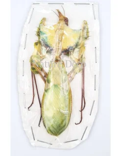 Ongeprepareerde Idolomantis diabolica (duivels bidsprinkhaan)