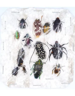 Ongeprepareerde insecten mix Madagascar