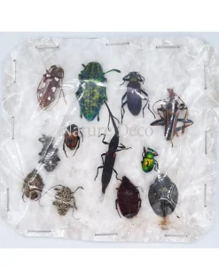 Ongeprepareerde insecten mix Madagascar