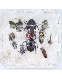 Ongeprepareerde insecten mix Madagascar