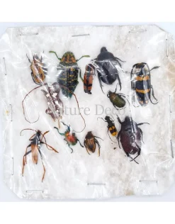 Ongeprepareerde insecten mix Madagascar