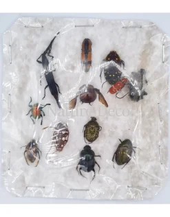 Ongeprepareerde insecten mix Madagascar