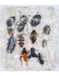 Ongeprepareerde insecten mix Madagascar