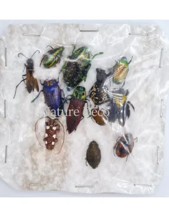 Ongeprepareerde insecten mix Madagascar