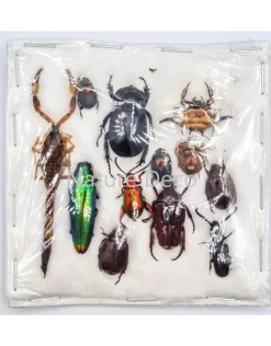 Ongeprepareerde insecten mix Indonesië