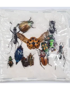 Ongeprepareerde insecten mix Indonesië