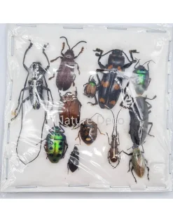 Ongeprepareerde insecten mix Indonesië