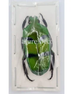Ongeprepareerde Ischiopsopha Bifasciata