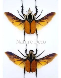 Ongeprepareerde koppel Mecynorrhina Oberthuri Unicolor